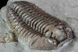 Inflated Flexicalymene Trilobite - Top Quality Example #85586-2